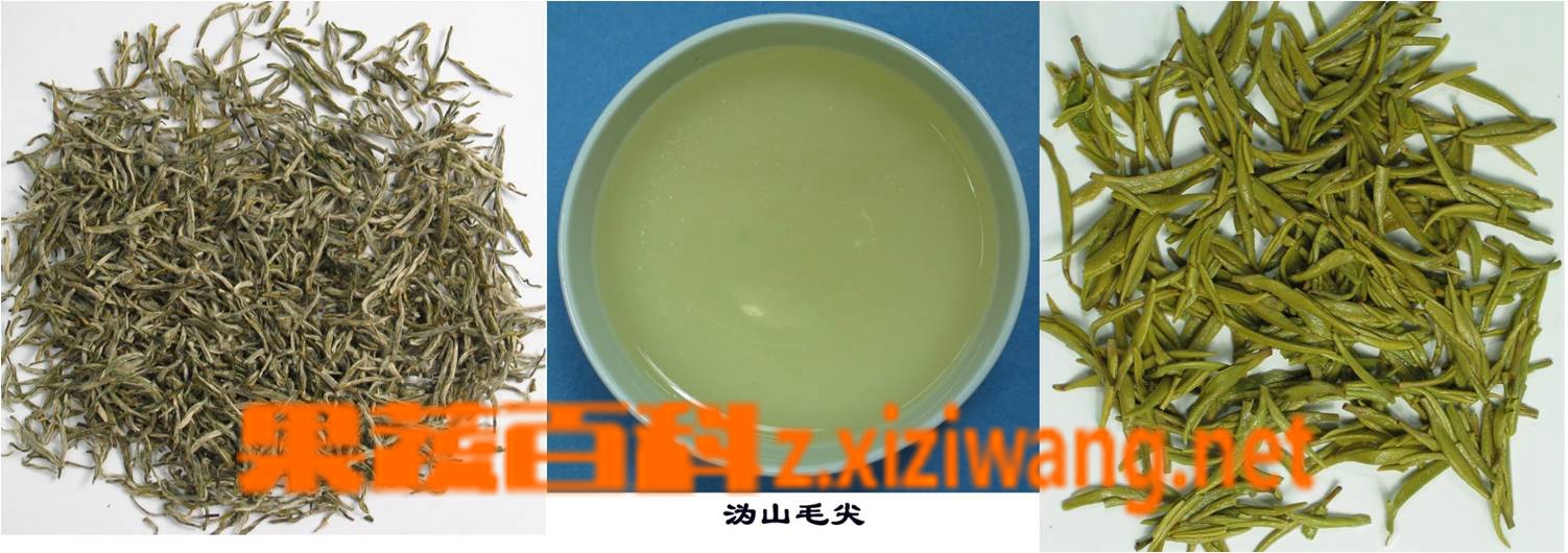 沩山毛尖茶