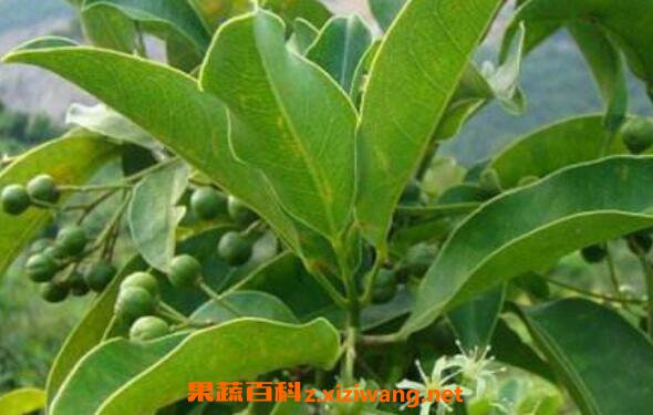 山竹茶叶的功效与作用 山竹茶的副作用