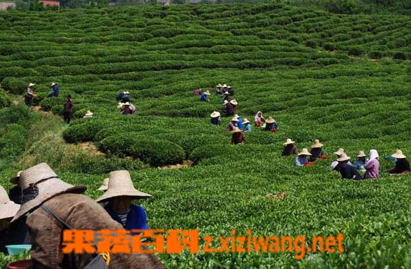 各种茶叶的产地分布