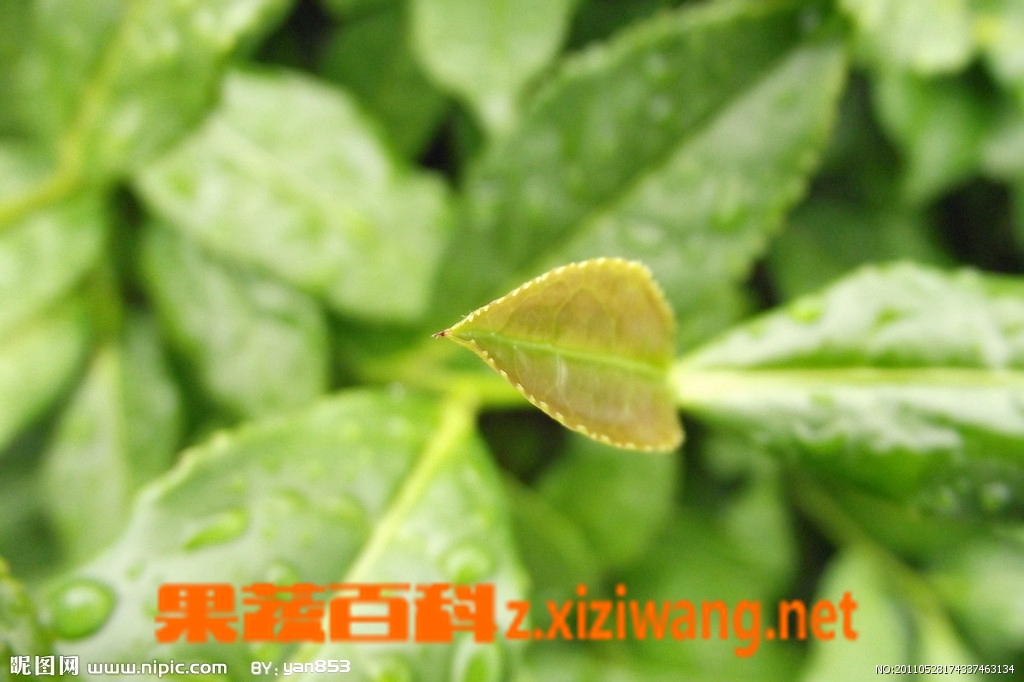 鐵觀音禁忌