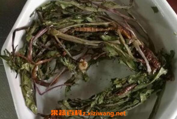 蒲公英茶的功效与作用 蒲公英茶的副作用