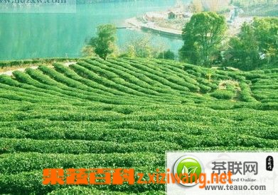 青茶的种类有哪些