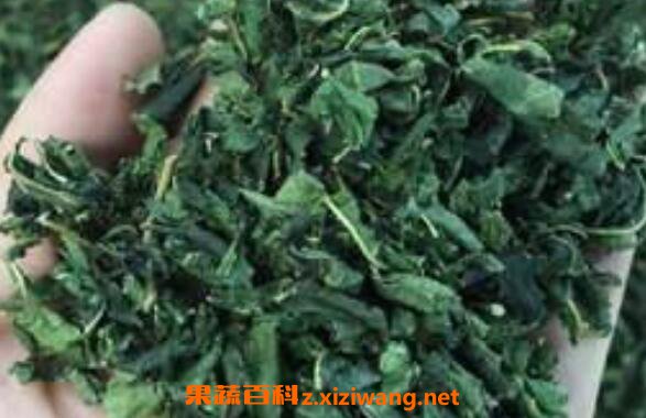 桑葉茶有什么好處 桑樹葉泡水的危害