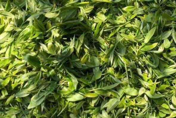 乔木茶是什么 乔木茶的冲泡方法
