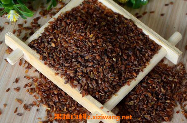 黑苦芥茶的功效与作用 黑苦芥茶的食用方法