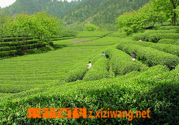 绿茶可以加枸杞吗