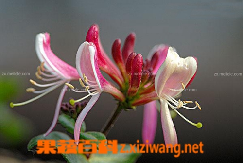 金银花茶的作用与功效