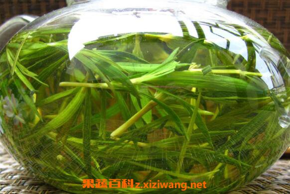 崂山石竹茶的功效与作用 喝崂山石竹茶的好处