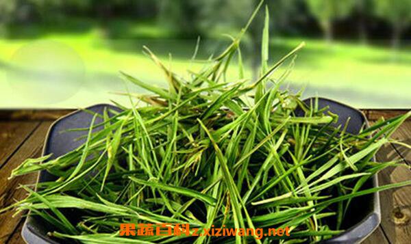 崂山石竹茶的功效与作用 喝崂山石竹茶的好处