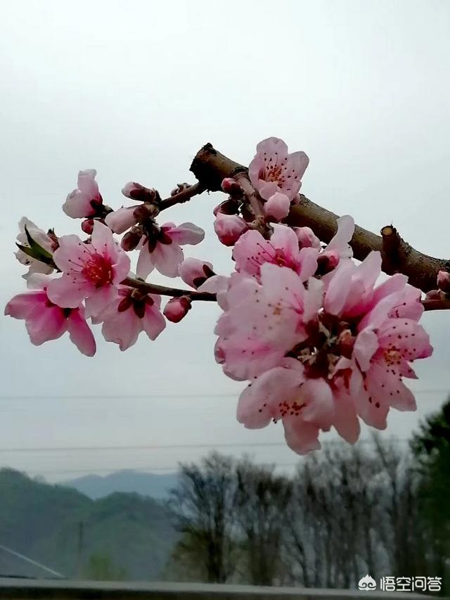 相亲结婚的幸福还是自谈的幸福？