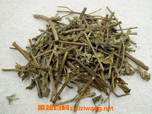 貓須草茶的功效與作用 喝貓須草茶的藥用價值