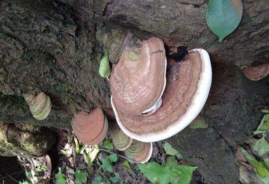 树舌灵芝的功效与作用