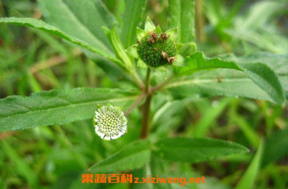 怎样用墨旱莲洗头 旱莲草熬水洗头的功效