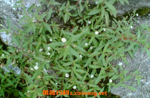 怎样用墨旱莲洗头 旱莲草熬水洗头的功效
