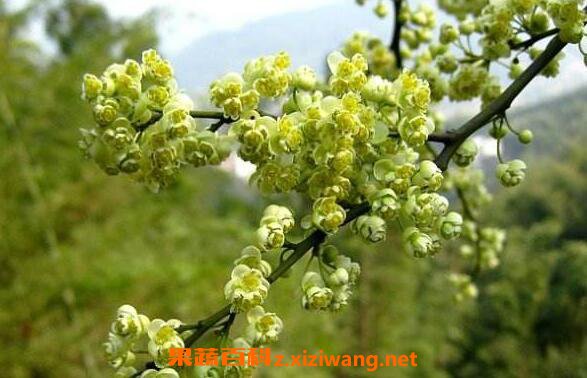 山苍子花的功效与作用 山苍子花的药用价值