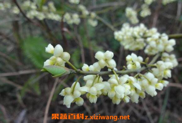 山苍子花的功效与作用 山苍子花的药用价值
