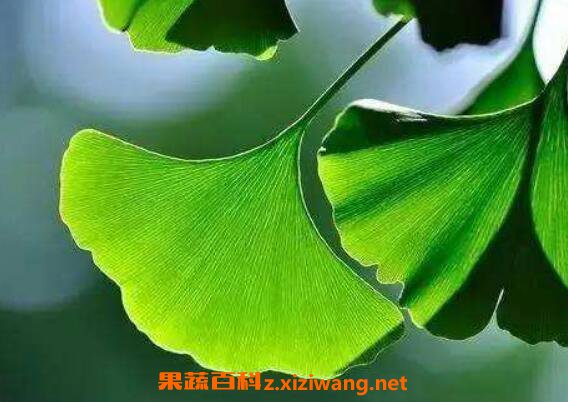 银杏叶片的功效与作用及药用价值