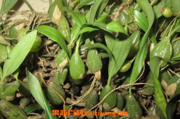 石黄皮图片 石黄皮的功效与作用