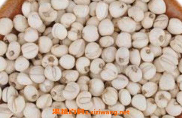 东北贝母的功效与作用 东北贝母的药用价值