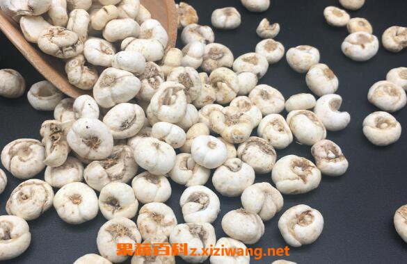 东北贝母的功效与作用 东北贝母的药用价值