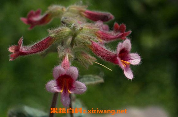 地黄花怎么吃 地黄花的食用方法