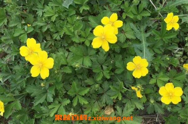 五皮風(fēng)的功效與作用 五皮風(fēng)的藥用價(jià)值