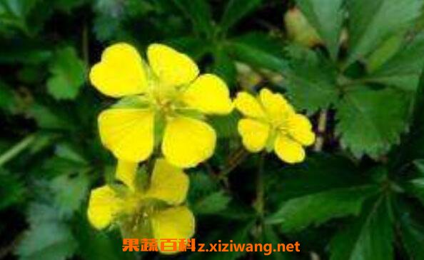 五皮風(fēng)的功效與作用 五皮風(fēng)的藥用價(jià)值