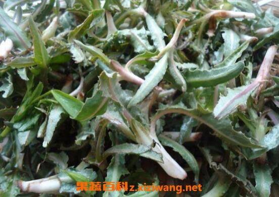 敗醬草的功效與作用及食用方法