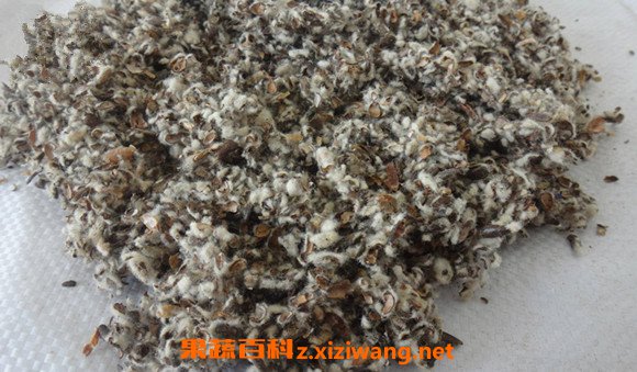 籽壳的功效与作用 籽壳的药用价值有哪些