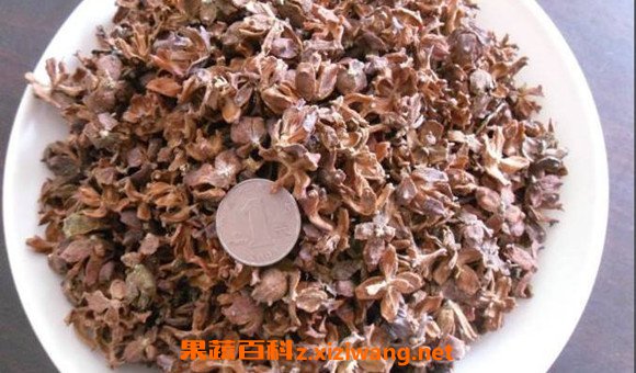 籽壳的功效与作用 籽壳的药用价值有哪些