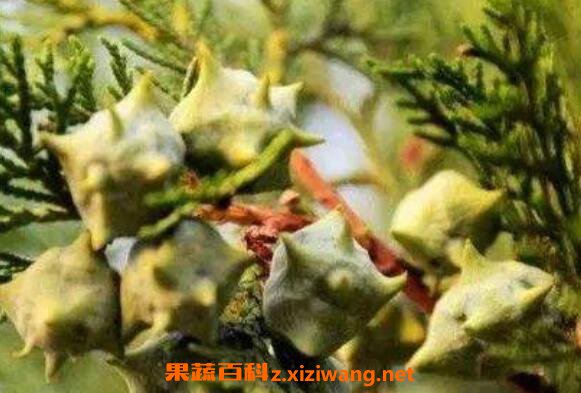柏树籽的功效与作用