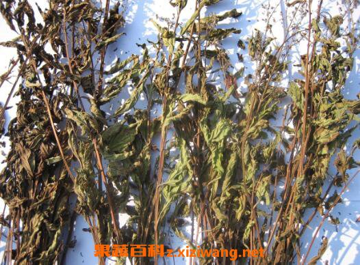 溪黃草的功效與作用及藥用價值