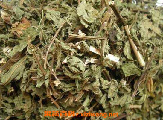 溪黃草的功效與作用及藥用價值