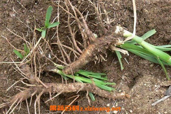 知母的功效与作用 知母的药用价值