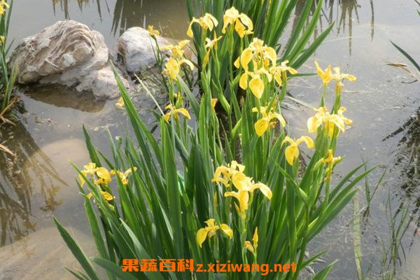 知母的功效与作用 知母的药用价值