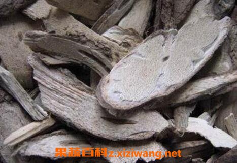乌骨藤的功效与作用及药用价值