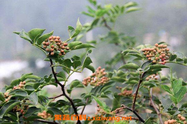 花椒枝的功效与作用 花椒枝的禁忌