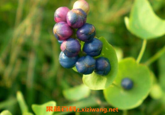 杠板归的功效与作用 杠板归能治什么病