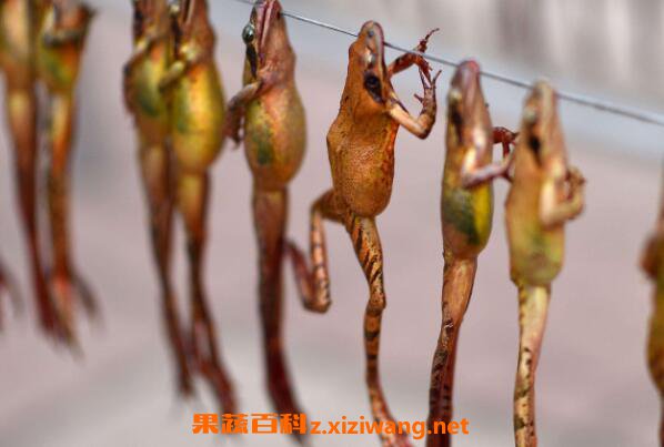 东北蛤蟆油的功效与作用
