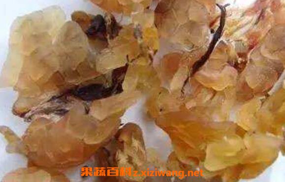 东北蛤蟆油的功效与作用