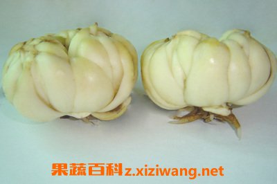 百合的功效与作用 百合的食用禁忌有哪些