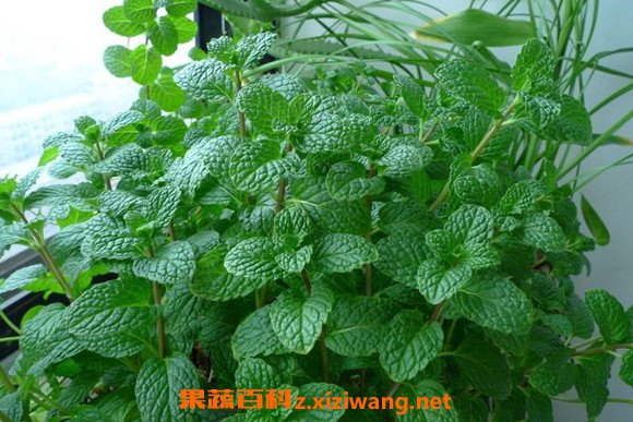 薄荷叶怎么吃 薄荷叶的食用方法