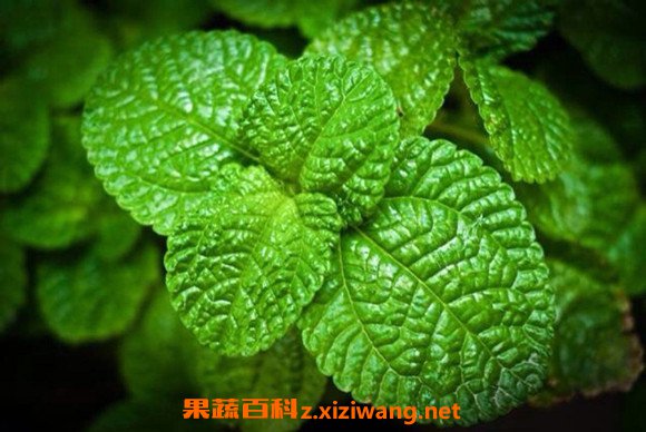 薄荷叶怎么吃 薄荷叶的食用方法