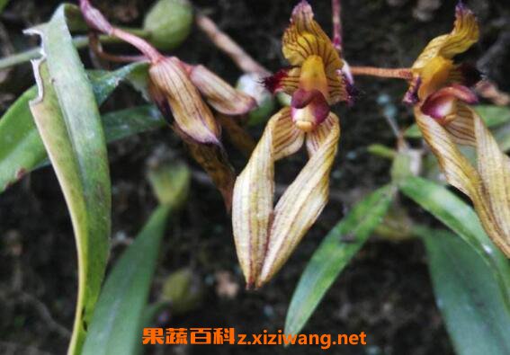 毛药的功效与作用及药用价值