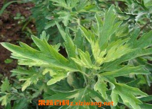艾叶泡脚有什么好处 艾叶泡脚的配方