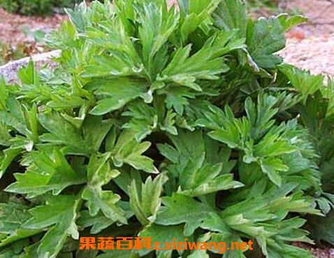 艾叶泡脚有什么好处 艾叶泡脚的配方