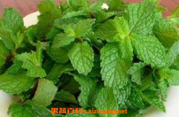 鲜薄荷叶泡水喝有什么用 鲜薄荷叶泡水喝的功效