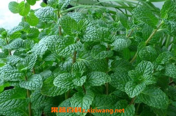 鲜薄荷叶泡水喝有什么用 鲜薄荷叶泡水喝的功效