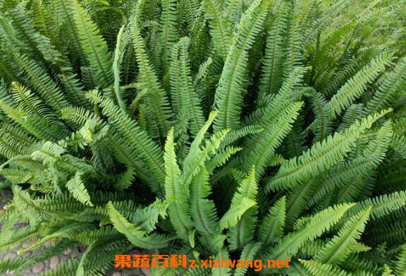 蜈蚣草的功效与作用及药用价值