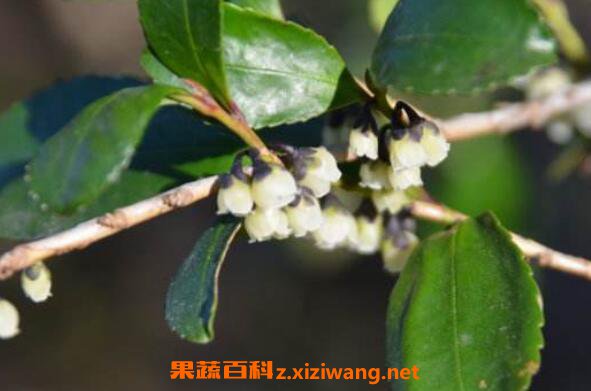 柃木的功效与作用及药用价值